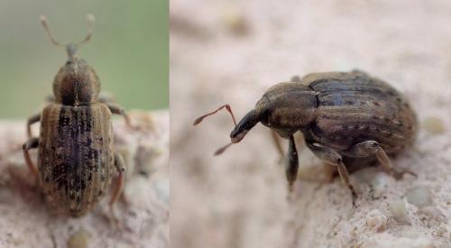 Réf. 220 696 : Hypera sp.